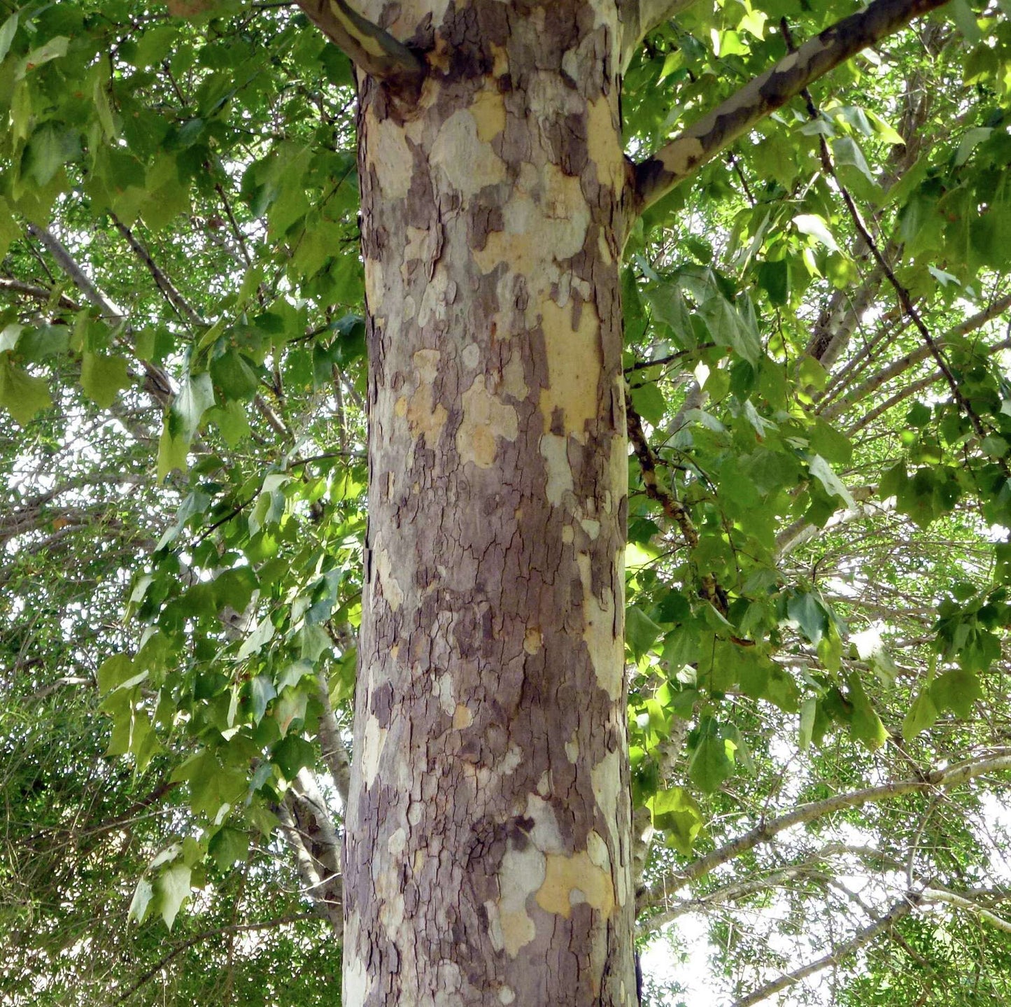 Platanus Mexican Sycamore 30-45G