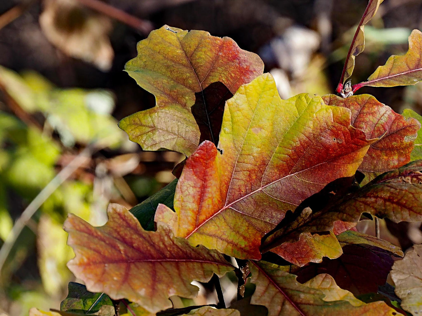 Quercus Bur Oak 30G-200G