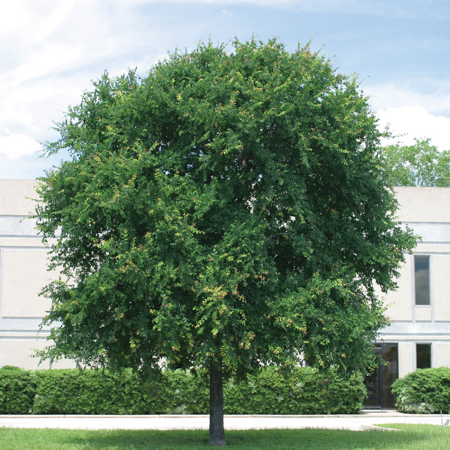 Ulmus Cedar Elm 30G-95G