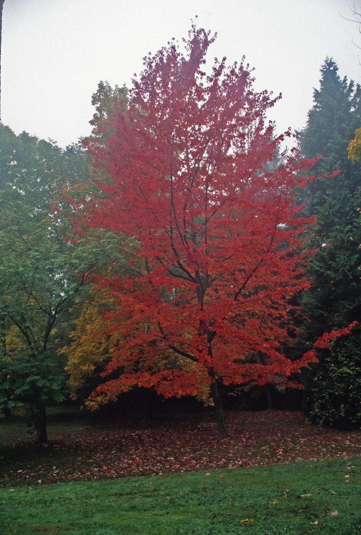 Maple Drummond Red 30G-200G