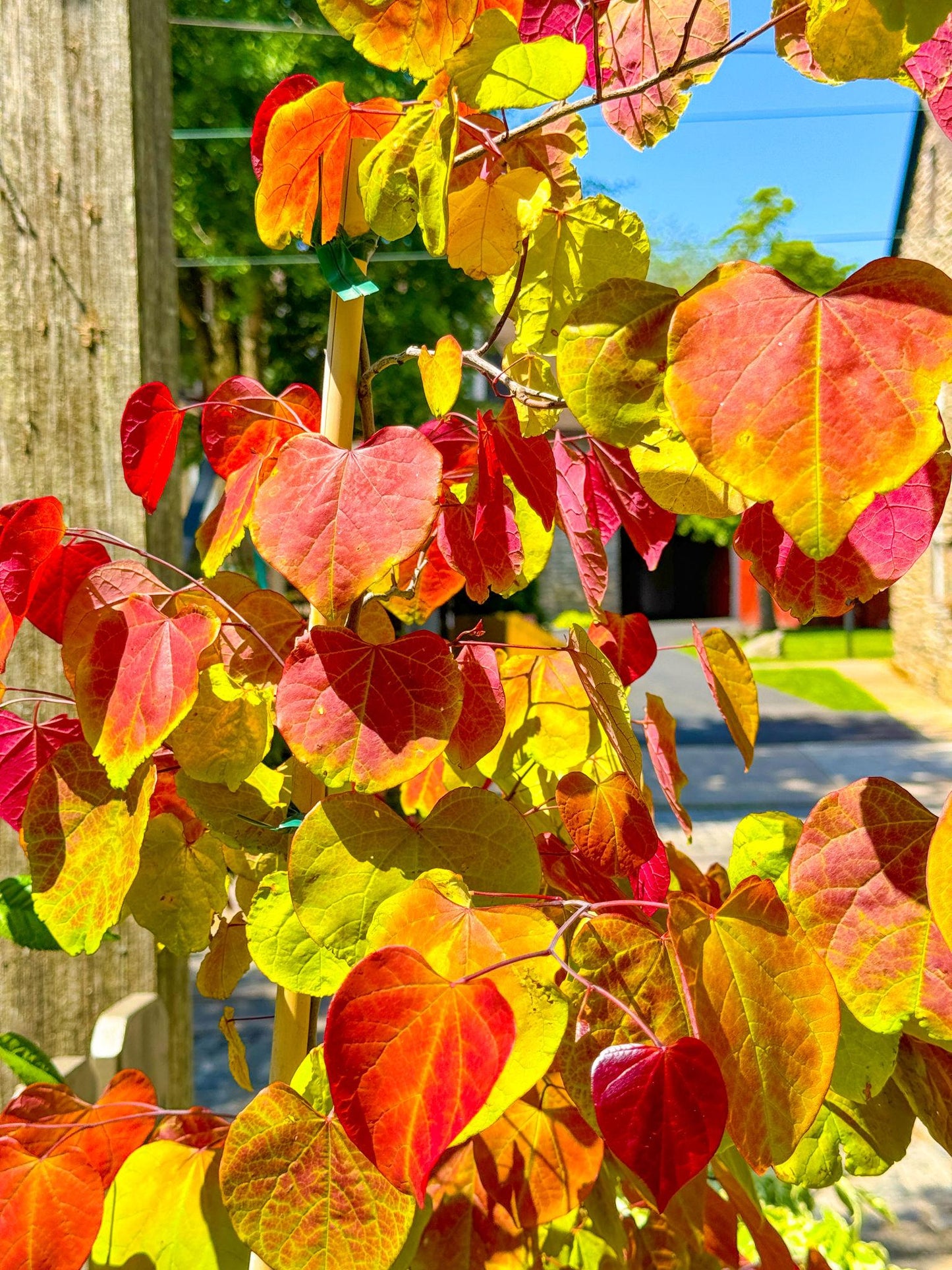 Redbud Hearts A' Fire 30G