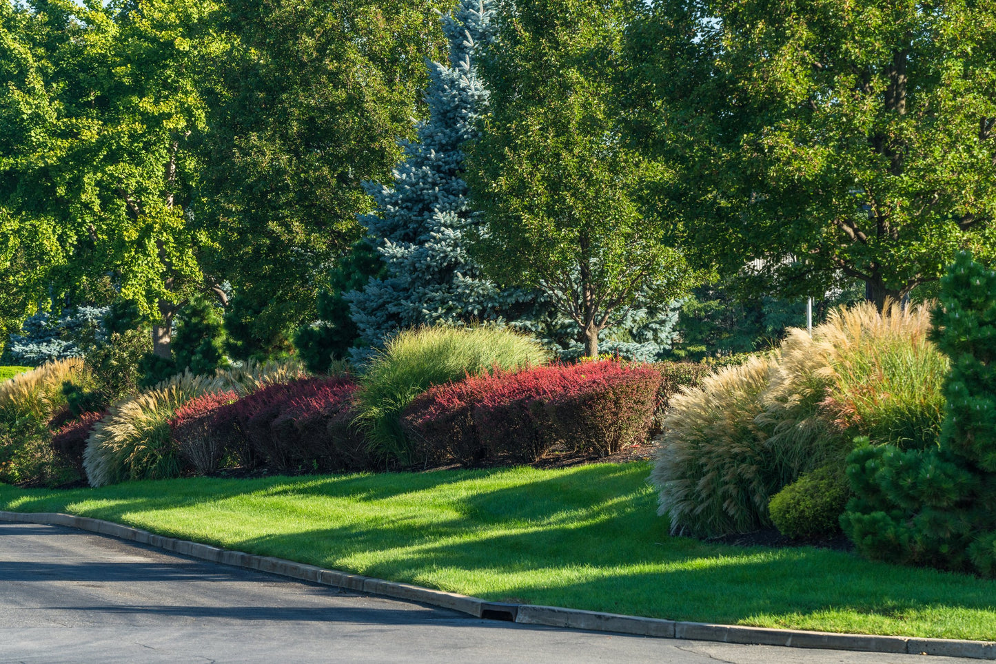 Quercus Live Oak (Virginiana) 30G-200G