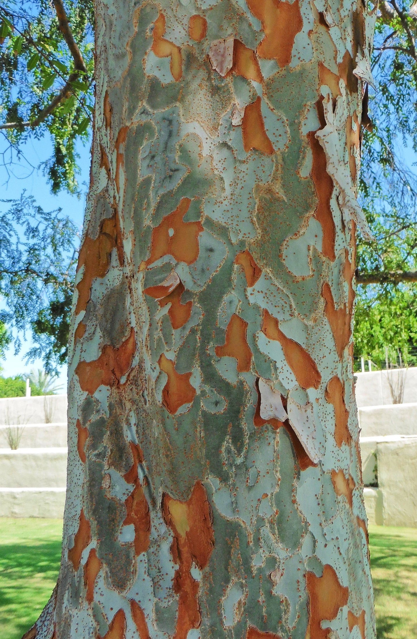 Ulmus Allee Elm 30G-45G