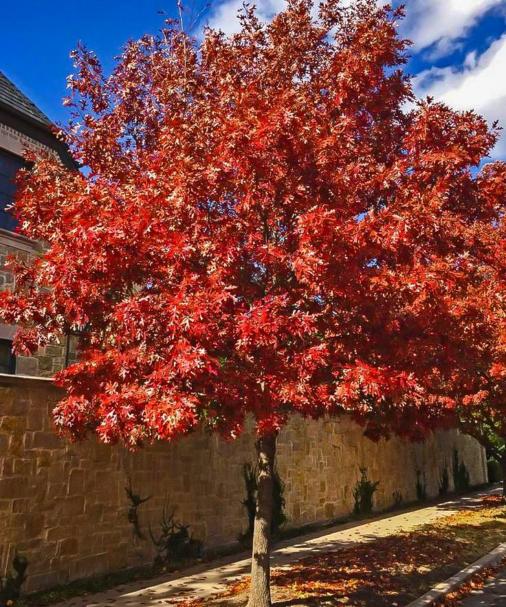 Quercus Shumard Red Oak 30G-200G