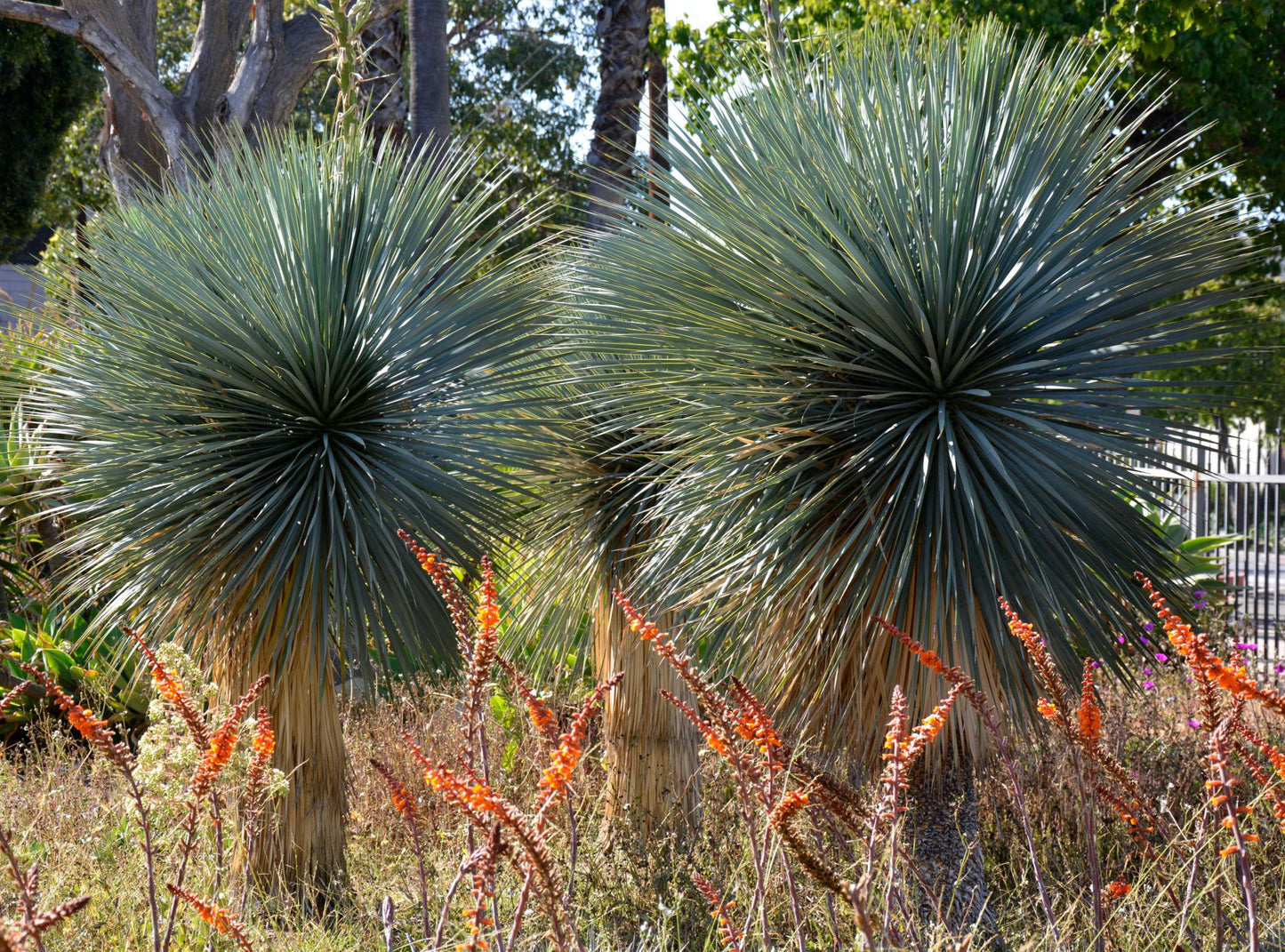 Yucca Rostrata (Blue) 95G