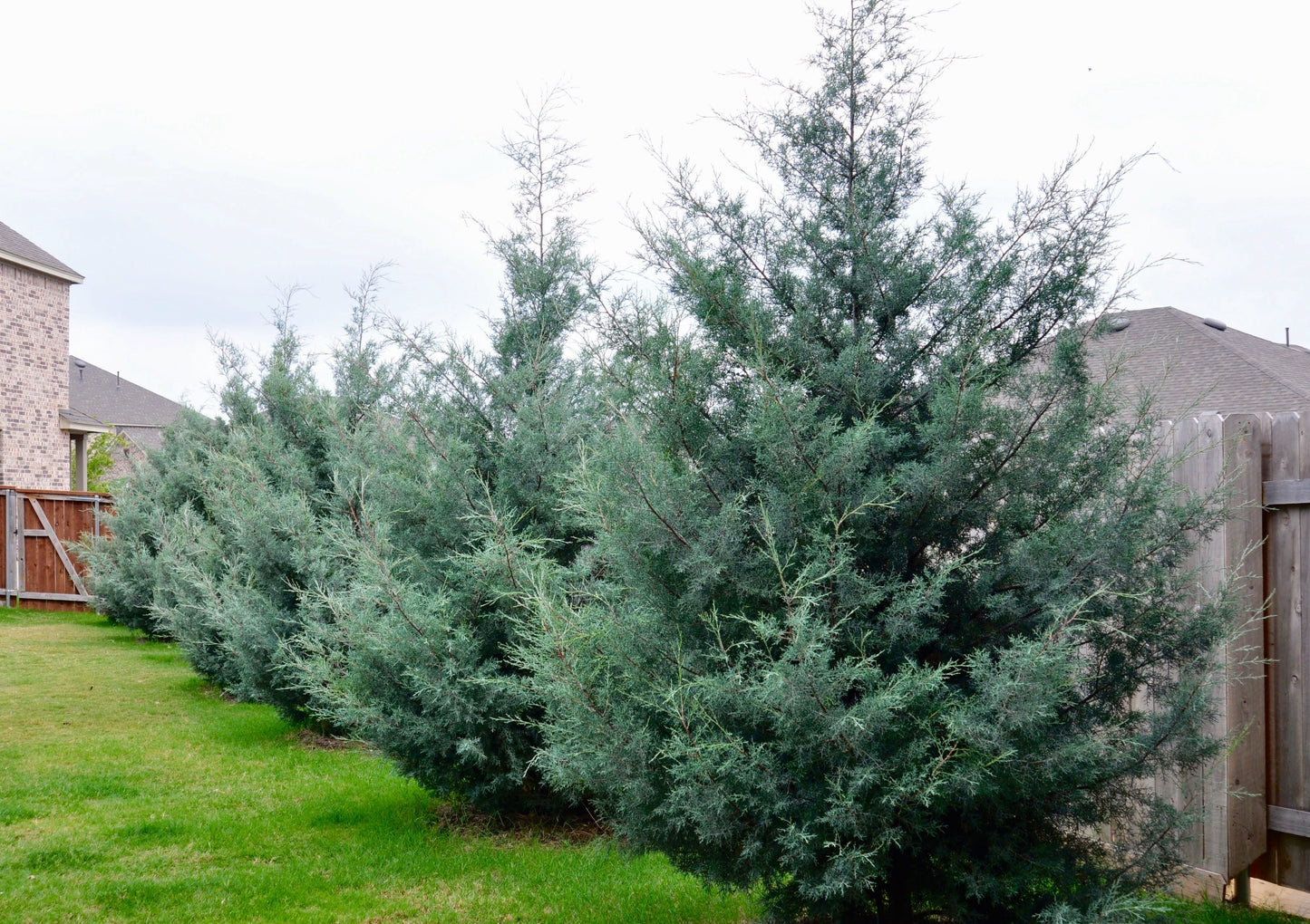 Cupressus Arizona Blue Cypress 30G-45G