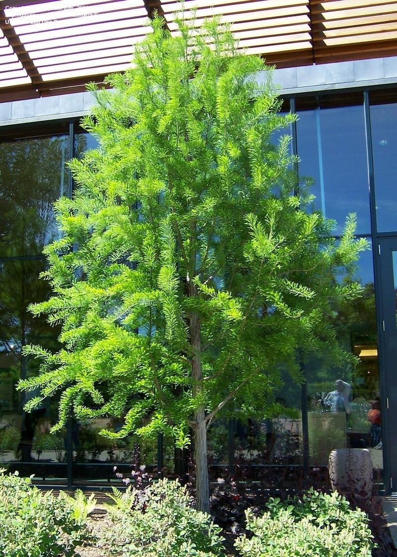 Taxodium Bald Cypress 30G-200G