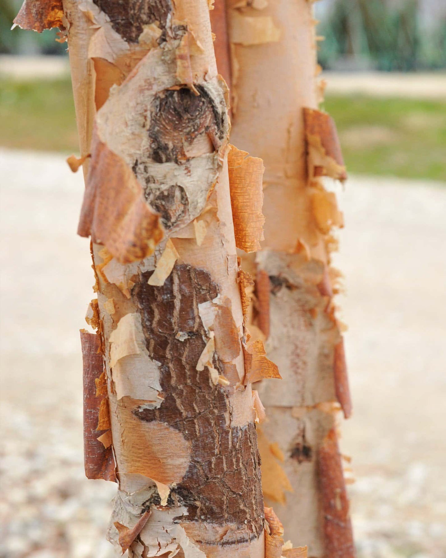 Betula Dura Heat River Birch 30G-45G