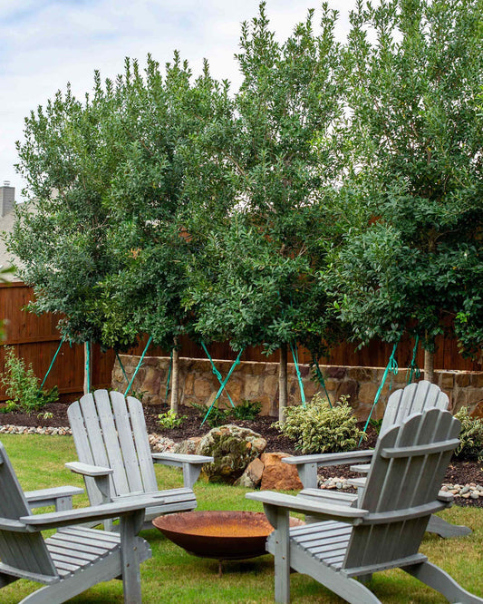 Holly Eagleston 30G-95G