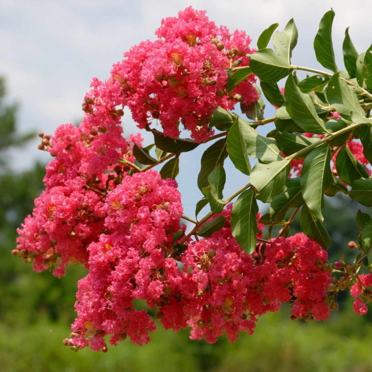 Crape Myrtle Tuscarora 30G-45G