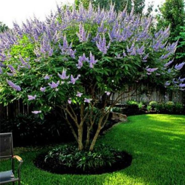 Vitex Chaste Tree 30G-45G