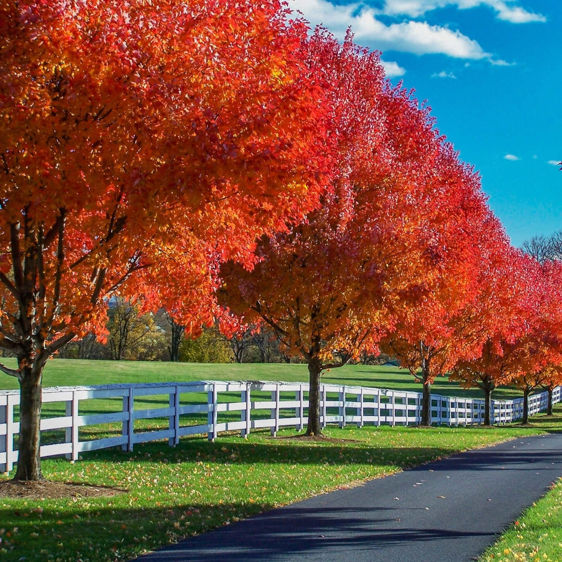 Maple Autumn Blaze 30G-45G