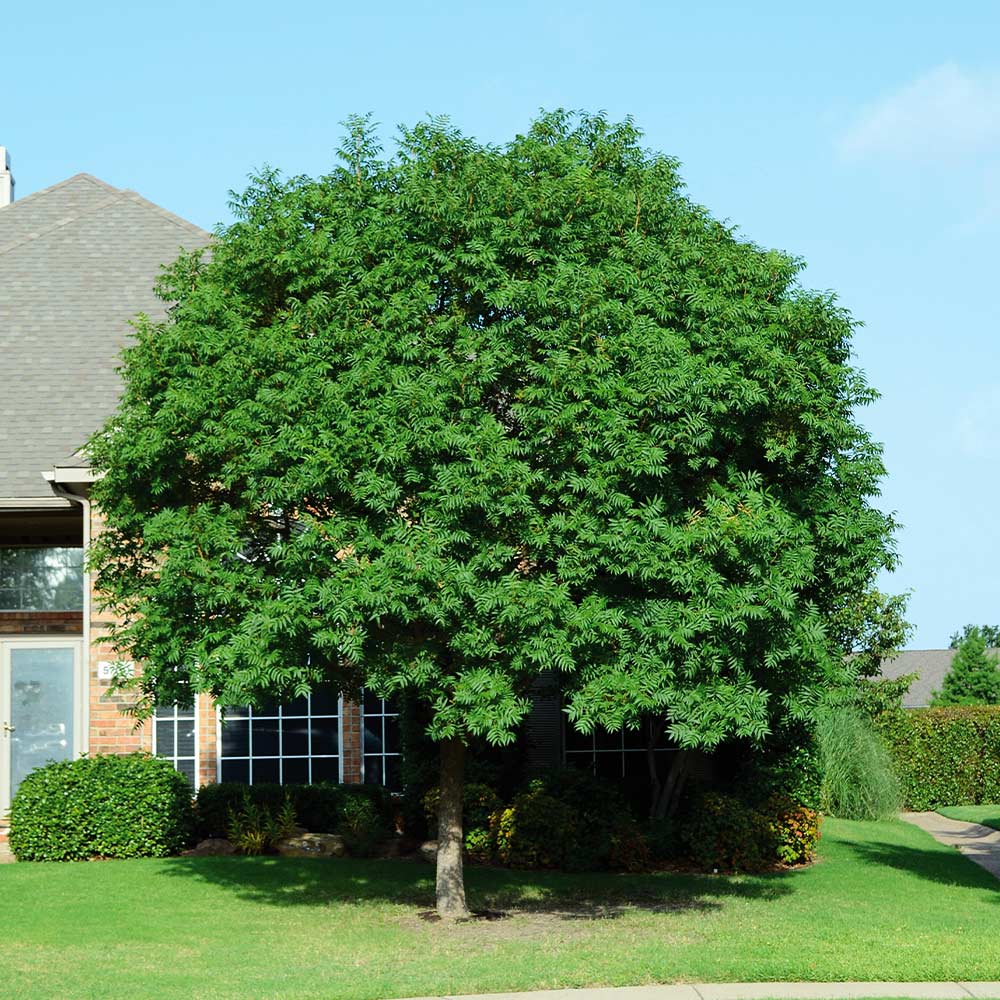 Chinese Pistache 30G-95G