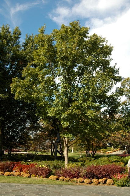 Quercus Chinkapin Oak 30-95G