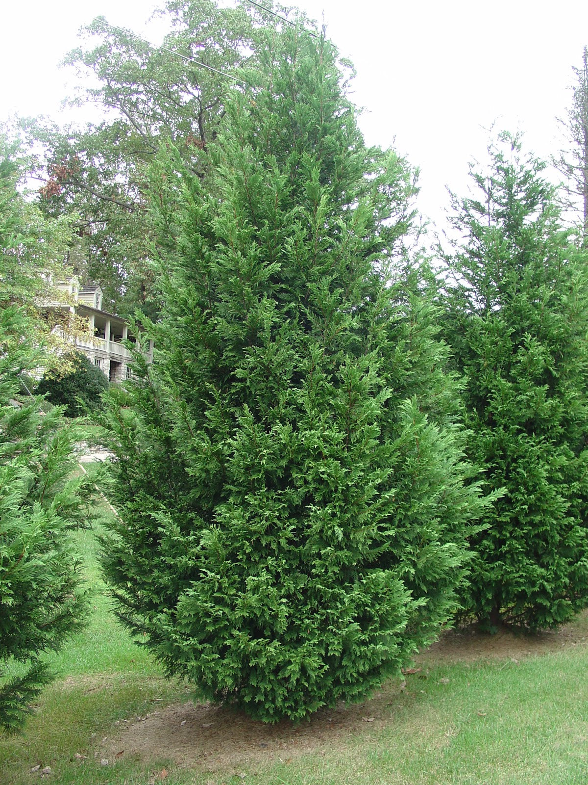 Cupressus Leyland Cypress 30G-45G