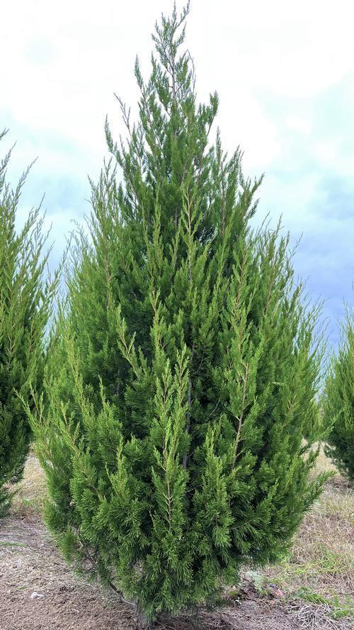 Juniper Brodie Western Cedar 30G-45G