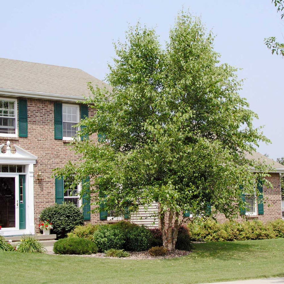 Betula Dura Heat River Birch 30G-45G