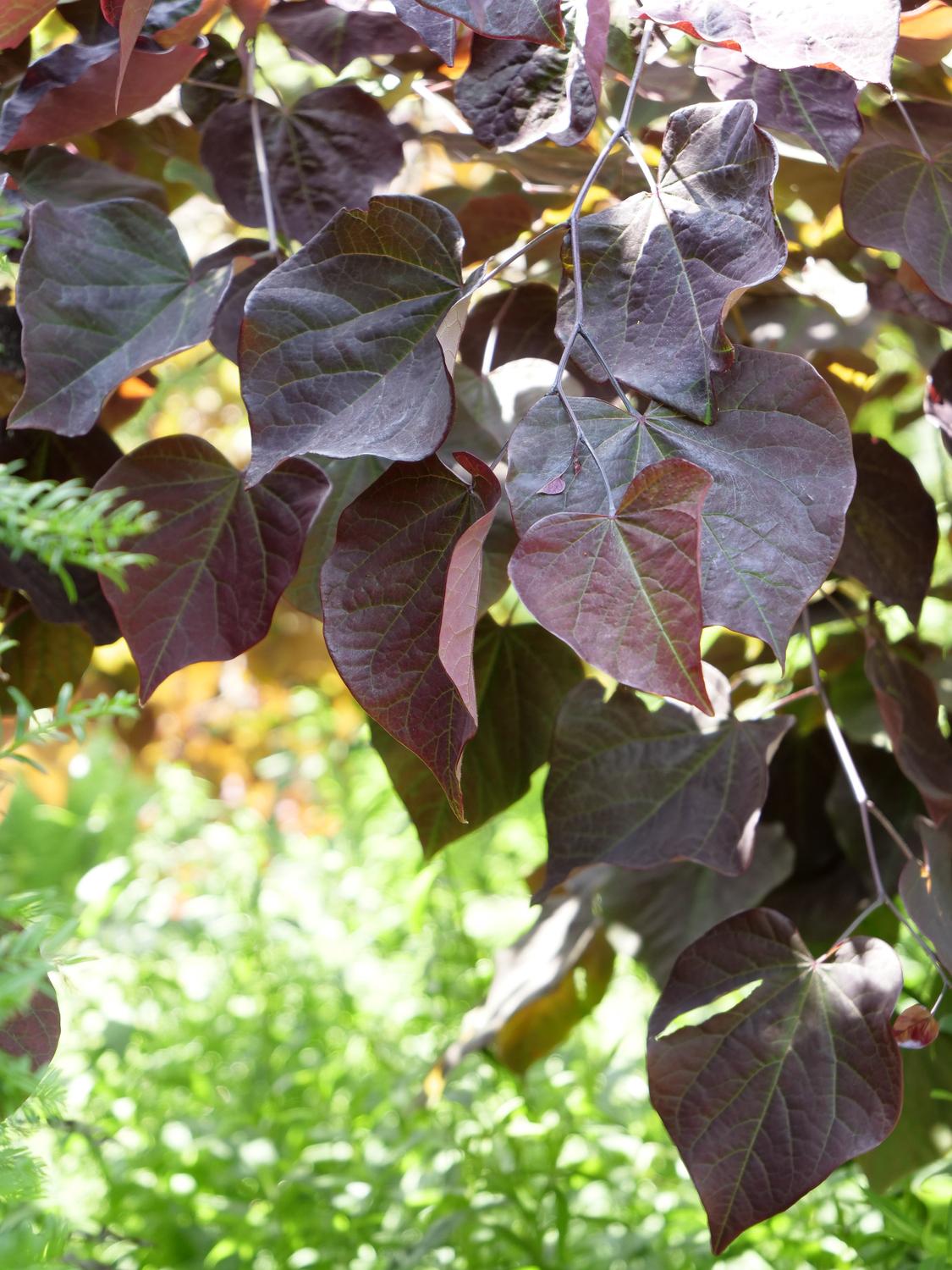 Redbud Forest Pansy 30G