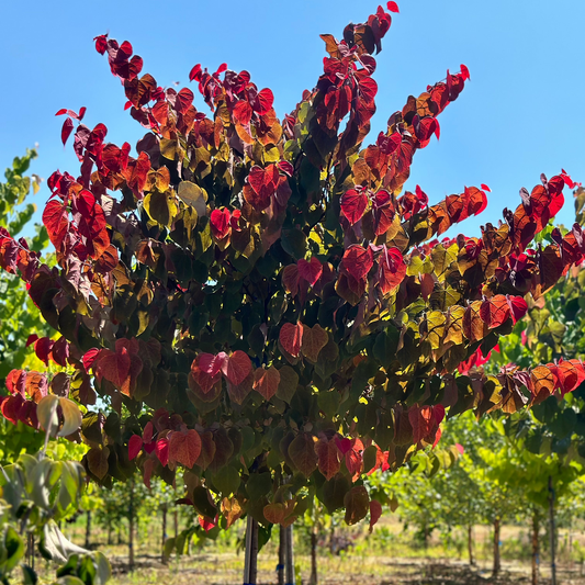 Redbud Hearts A' Fire 30G