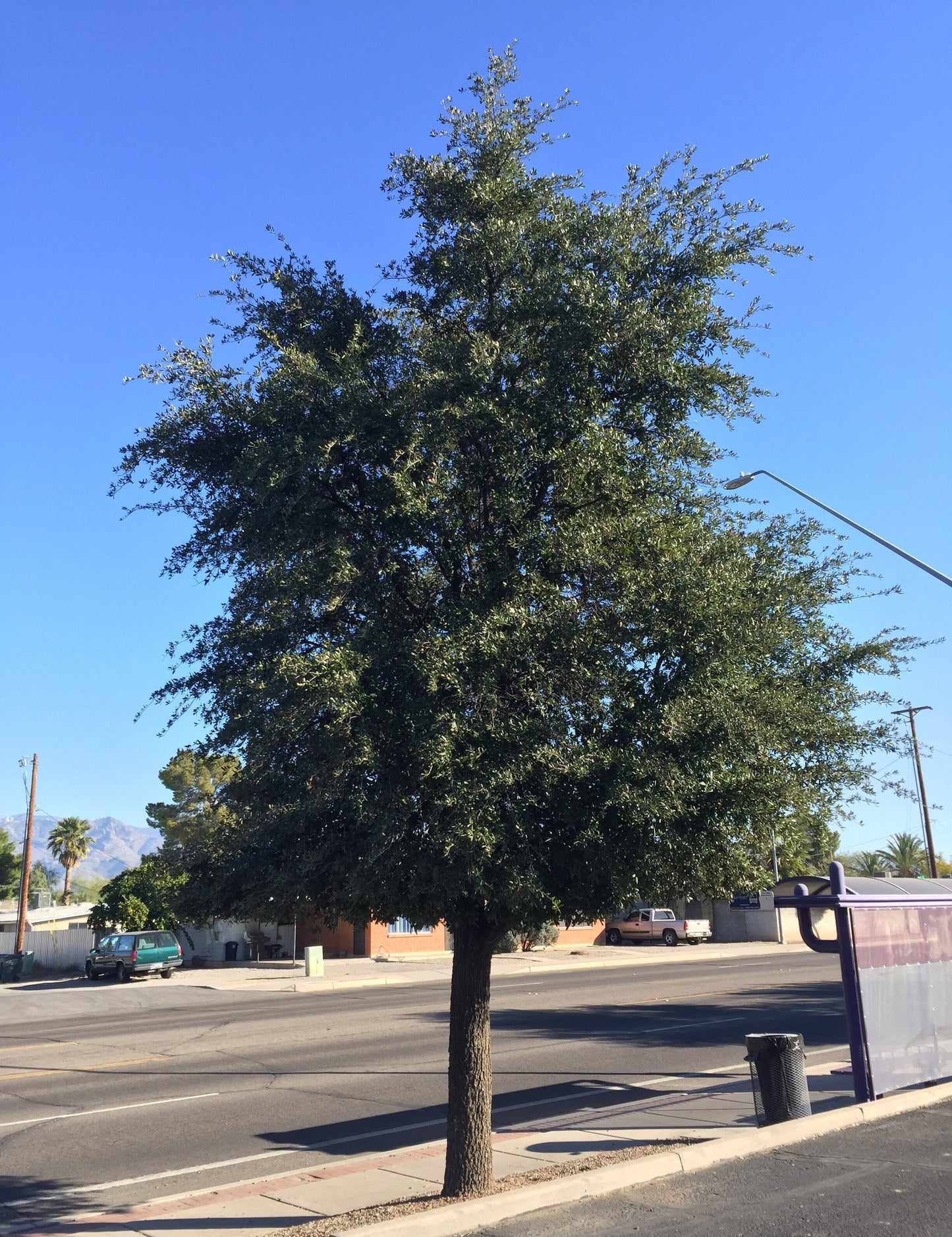 Quercus Live Oak (Virginiana) 30G-200G