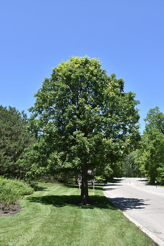 Quercus Bur Oak 30G-200G
