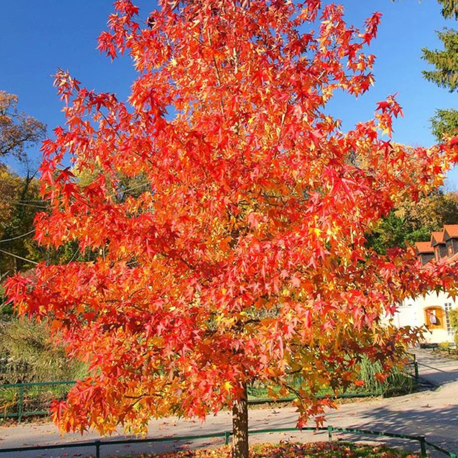 Maple Autumn Blaze 30G-45G