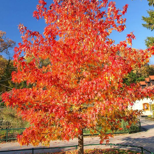 Maple Autumn Blaze 30G-45G