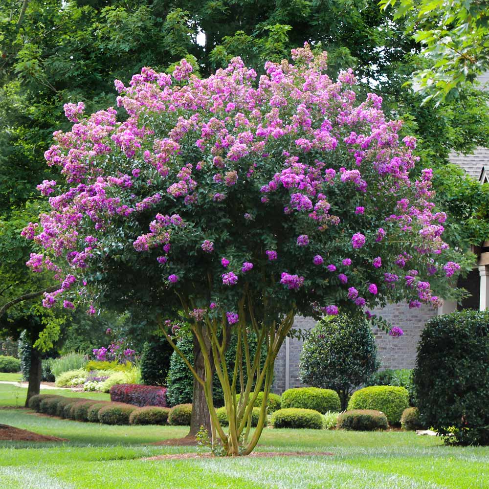 Crape Myrtle Muskogee 30G-45G