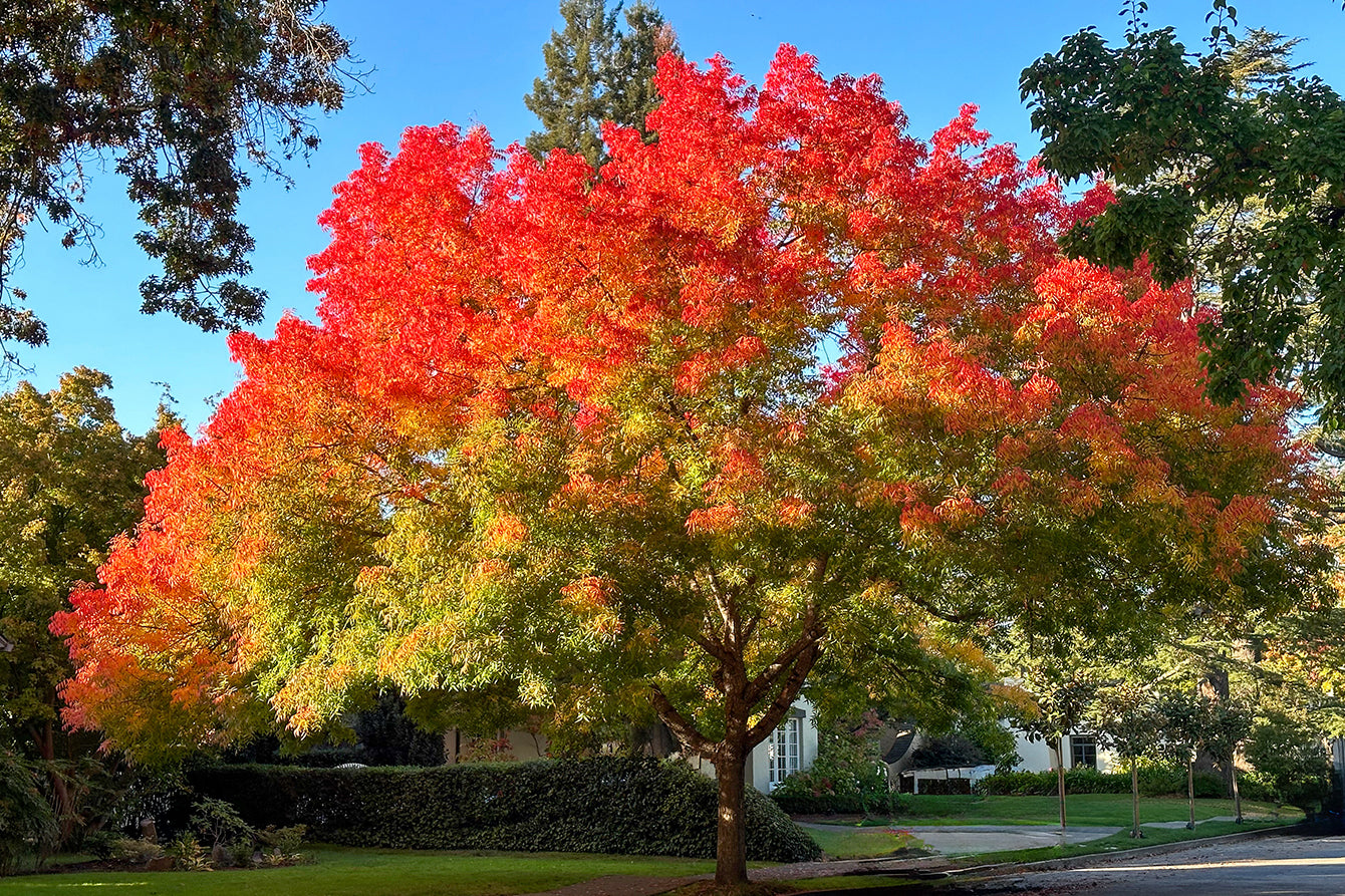 Chinese Pistache 30G-95G