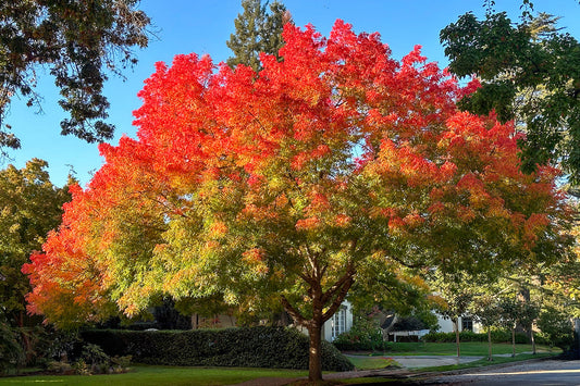 Chinese Pistache 30G-95G