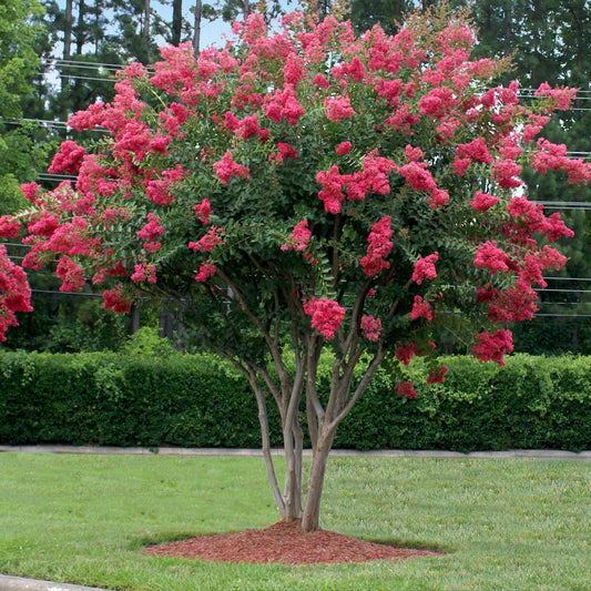 Crape Myrtle Tuscarora 30G-45G