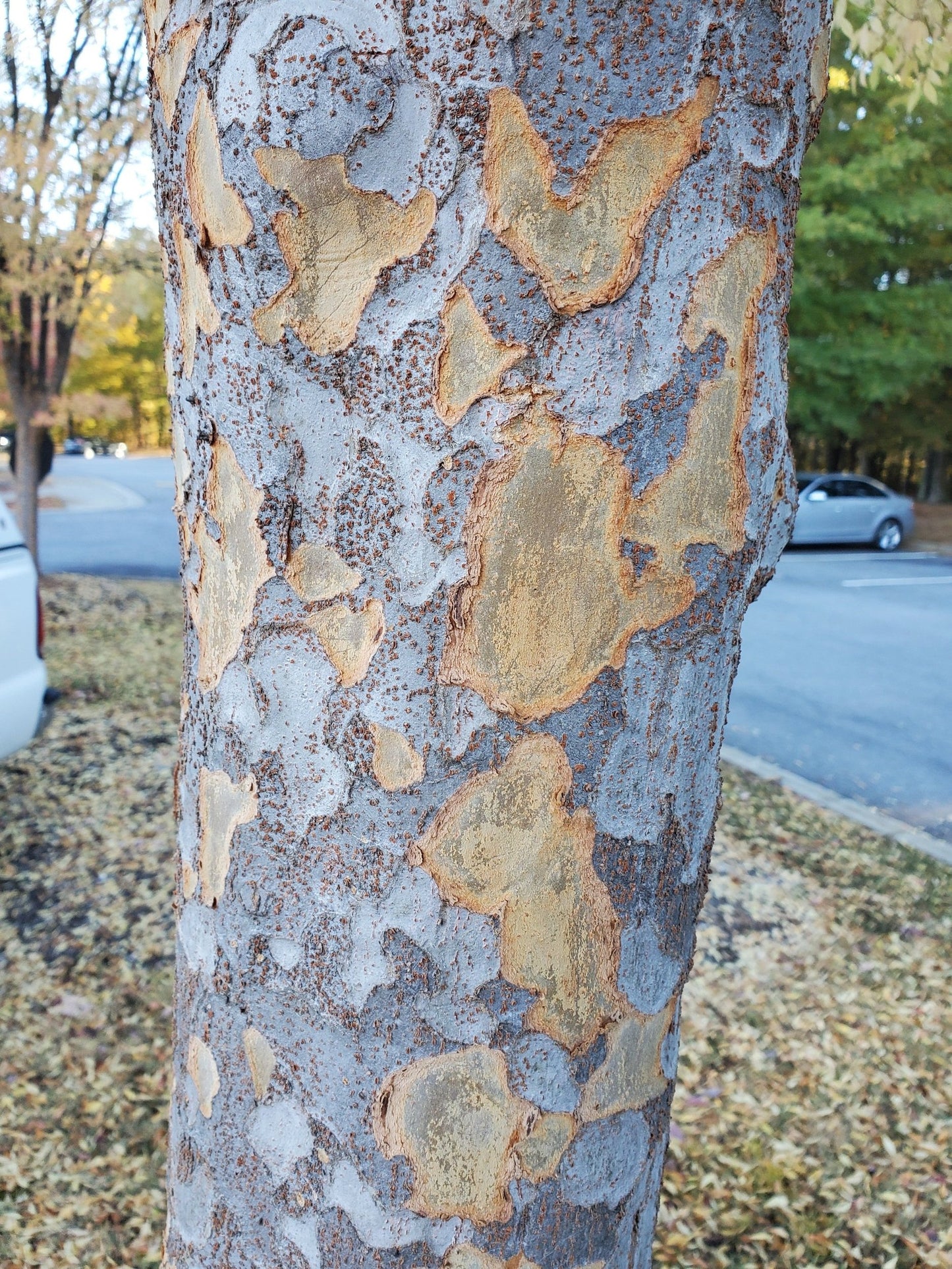 Ulmus Lacebark Elm 30G-95G