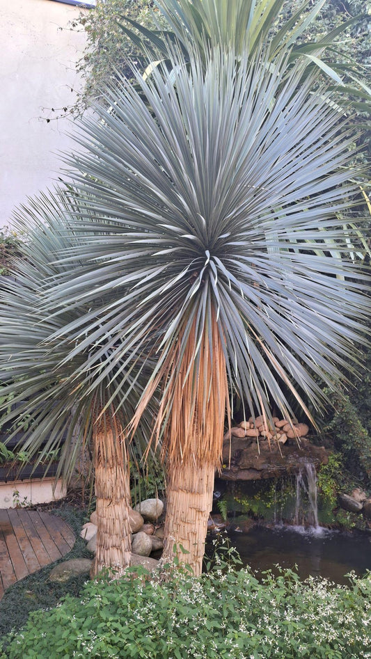 Yucca Rostrata (Blue) 95G