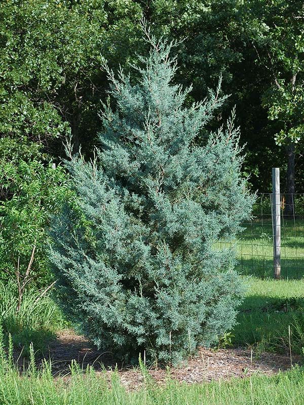 Cupressus Arizona Blue Cypress 30G-45G