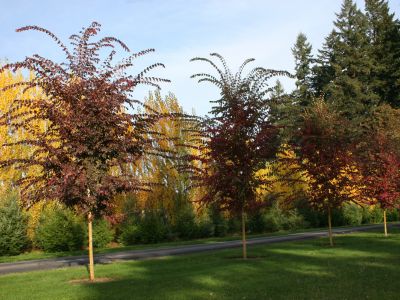 Ulmus Frontier Elm 30G-95G