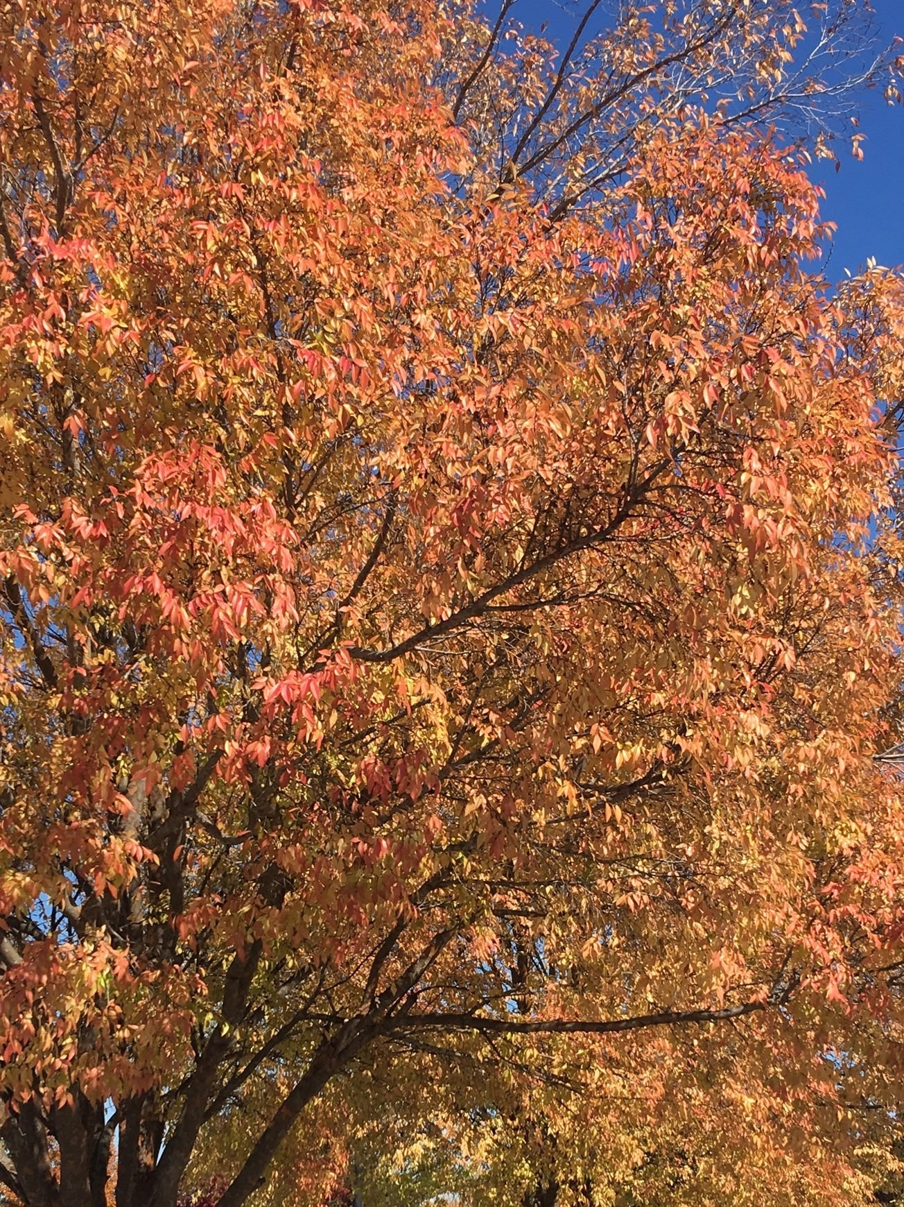 Ulmus Lacebark Elm 30G-95G