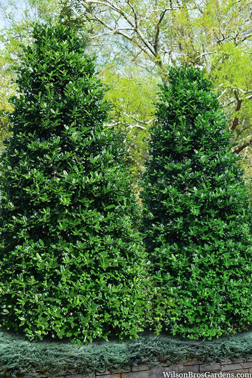 Holly Nellie R Stevens 30G-95G