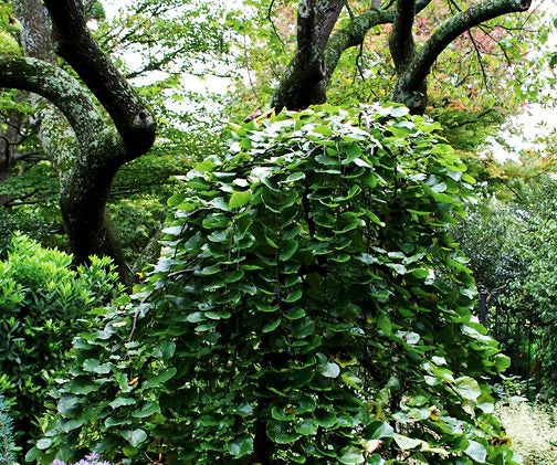 Redbud The Traveller Green Weeper 30G